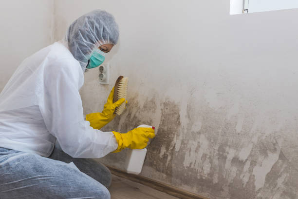 Professional Mold Removal in Ontario, OR